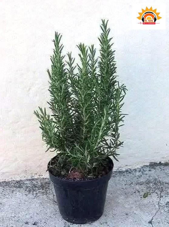 Propiedades y Beneficios del Romero: La Planta Aromática que Cuida tu Salud